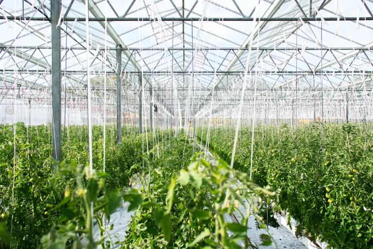 Rows of plants in a glass greenhouse