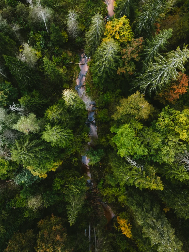Aerial view of a river winding through a forest