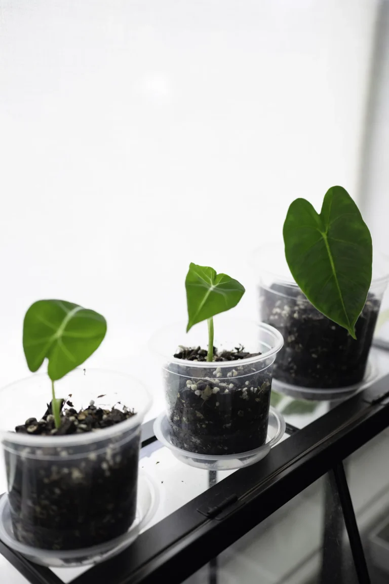 Young plants growing in clear containers